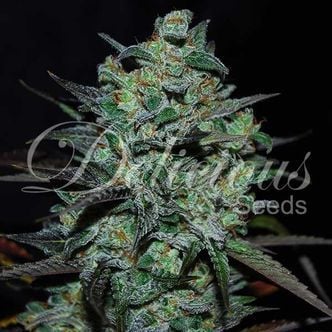Northern Light Blue THC-Free (Delicious Seeds) Feminized