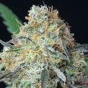 Rainbow Donut Auto (Anesia Seeds) Feminized