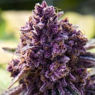 Dankberry (Anesia Seeds) Feminized