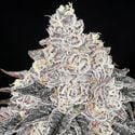 Frozen Black Cherry (Anesia Seeds) Feminized