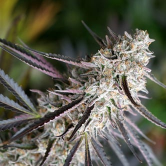 Peanut Butter Breath Fast Flowering (Humboldt Seed Organization) Feminized