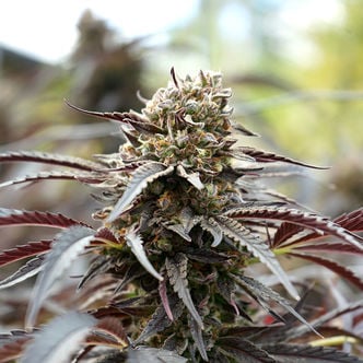 White Runtz Fast Flowering (Humboldt Seed Organization) Feminized