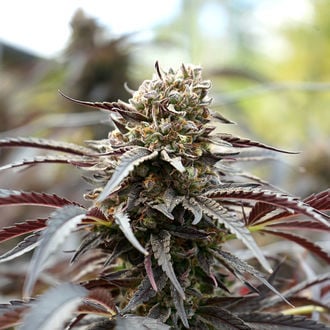 White Runtz Fast Flowering (Humboldt Seed Organization) Feminized