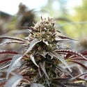 White Runtz Fast Flowering (Humboldt Seed Organization) Feminized