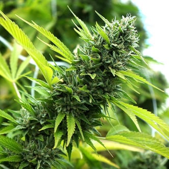 Banana Sapphire (Humboldt Seed Organization) Feminized