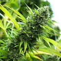 Banana Sapphire (Humboldt Seed Organization) Feminized