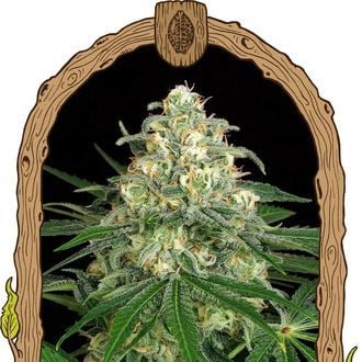 Z&Z Auto (Exotic Seed) Feminized