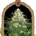 Z&Z Auto (Exotic Seed) Feminized