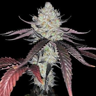 Marshmallow OG (Compound Genetics) Feminized