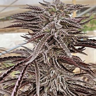 Fillmore Slim (Purple City Genetics) Feminized