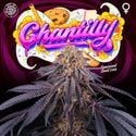 Chantilly (Perfect Tree) Feminized