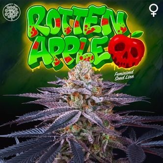 Rotten Apple (Perfect Tree) Feminized