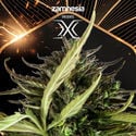 X (Zamnesia Seeds) Feminized