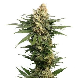 Dynamighty Automatic (Amsterdam Genetics) Feminized