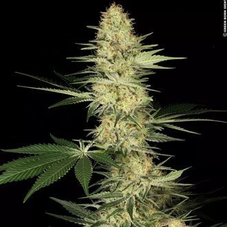 Lucid Bolt (Paradise Seeds) Feminized