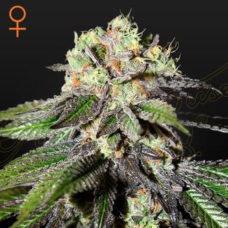 Caboose (Strain Hunters) Feminized