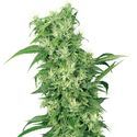 Female Mix (White Label) Feminized