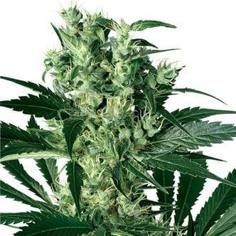 X Haze (White Label) Feminized