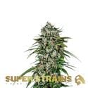 Saga (Super Strains) Feminized