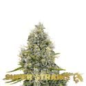 Agartha (Super Strains) Feminized