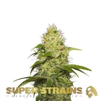 La Jefa (Super Strains) Feminized
