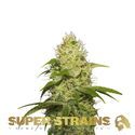 La Jefa (Super Strains) Feminized