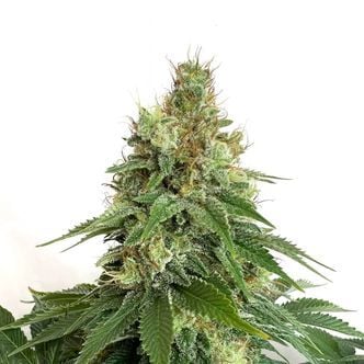 Double Blue (Amsterdam Genetics) feminized