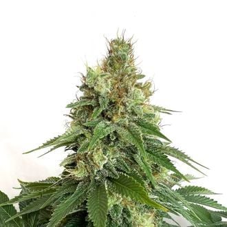 Double Blue (Amsterdam Genetics) Feminized