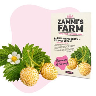 Bosaardbei - Yellow Cream (Fragaria vesca) Zaden