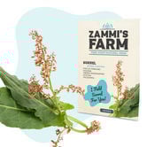 Veldzuring (Rumex Acetosa) Zaden