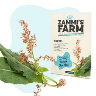 Veldzuring (Rumex Acetosa) Zaden