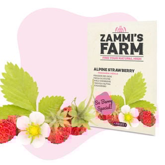 Zaden Van De Bosaardbei (Fragaria Vesca)