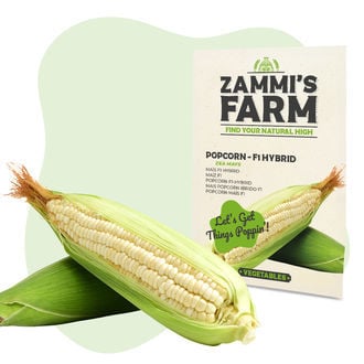 Pofmaïszaden (Zea Mays) - F1-hybride