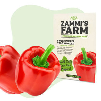 Paprika Yolo Wonder (Capsicum Annuum) Zaden