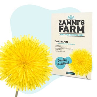 Paardenbloemzaadjes (Taraxacum Officinale)