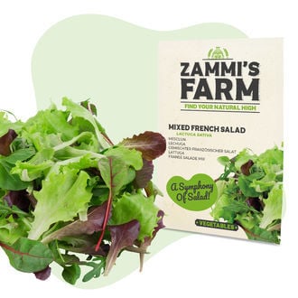 Gemengde Franse Salade (Lactuca Sativa) Zaden