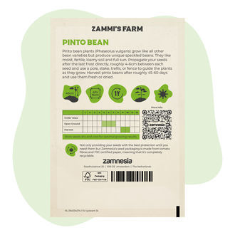 Stambonen Stamkievits (Phaseolus Vulgaris) Zaden