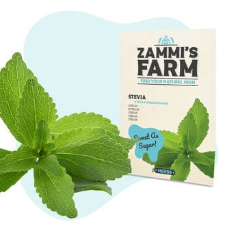 Stevia (Stevia Rebaudiana) Zaden