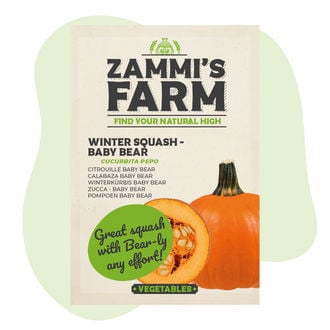 Pompoen Baby Bear (Cucurbita maxima) Zaden
