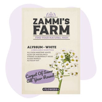 Alyssum (Lobularia Maritima) Zaden