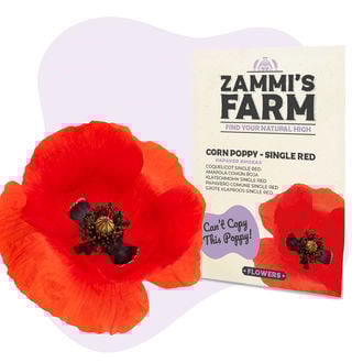 Grote Klaproos Single Red (Papaver Rhoeas)