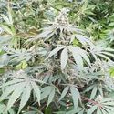 Lemonade Auto (Paradise Seeds) Feminized