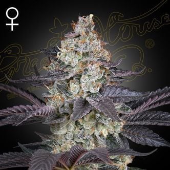 Ztrawberry (Greenhouse Seeds) Feminized