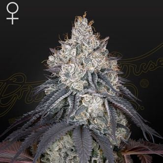 Lemon Orange (Greenhouse Seeds) Feminized