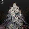 Lemon Orange (Greenhouse Seeds) Feminized