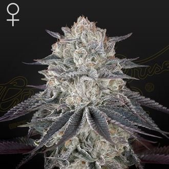 Fullgas! (Greenhouse Seeds) Feminized