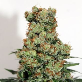 Ripper Badazz (Ripper Seeds) Feminized