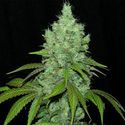 Black Valley (Ripper Seeds) Feminized