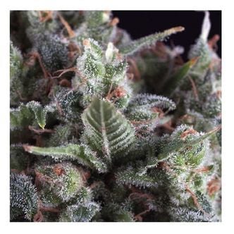 Auto Olympia (Pyramid Seeds) Feminized