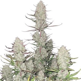 Tropicana Cookies Auto (FastBuds) Feminized